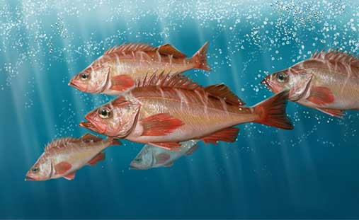 sea ​​bass