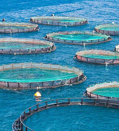Aquaculture plants