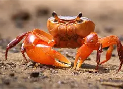 fidder crab