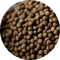 fish feed