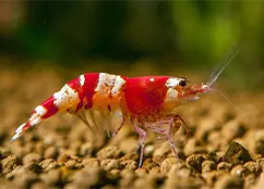 freshwater shrimp