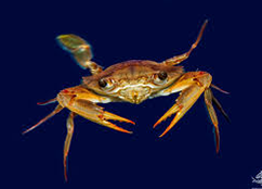swimming crab