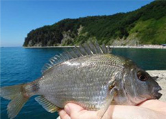 Seabass