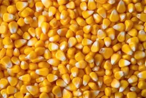 corns
