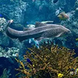 eel
