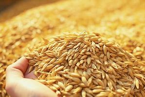 wheat