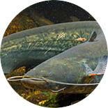 Catfish