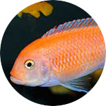 Cichlids