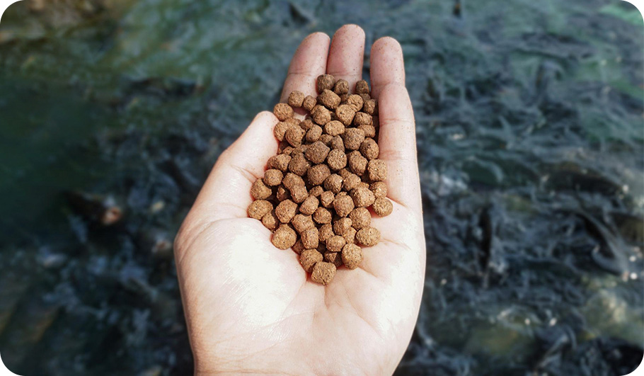 Fish Feed Pellet