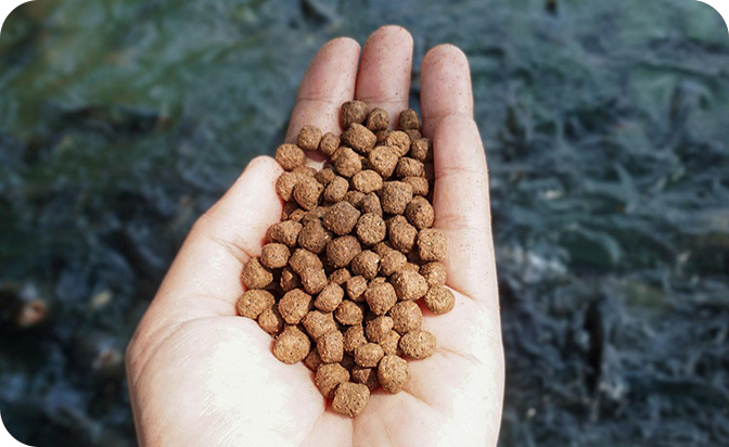 Floating Fish Feed