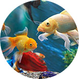 Ornamental fish
