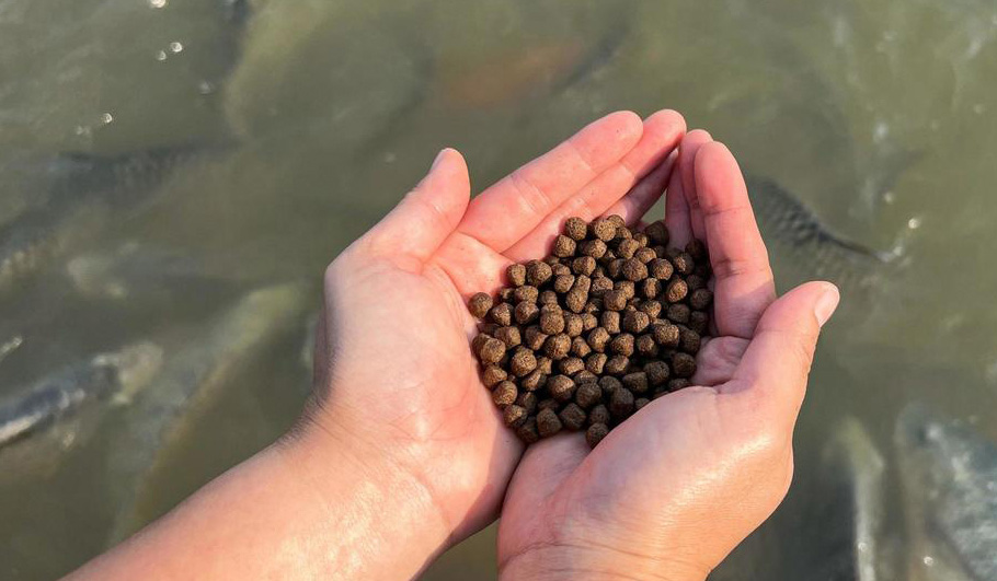 Sinking Fish Feed Pellet