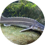 Sturgeon