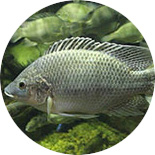 Tilapia