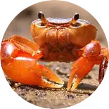 crab