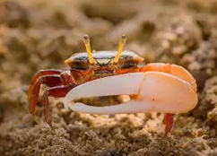 fidder crab