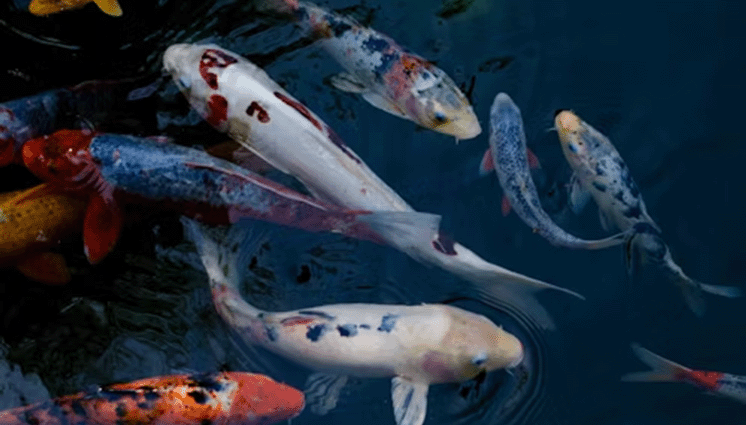 floating fish