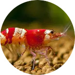 freshwater shrimp