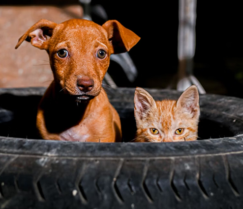 pets