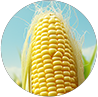 fish feed machine processing material corn