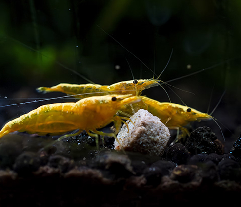 shrimp