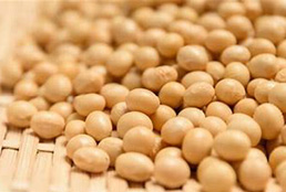 soybean