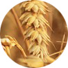 wheat