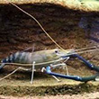 giant river prawn